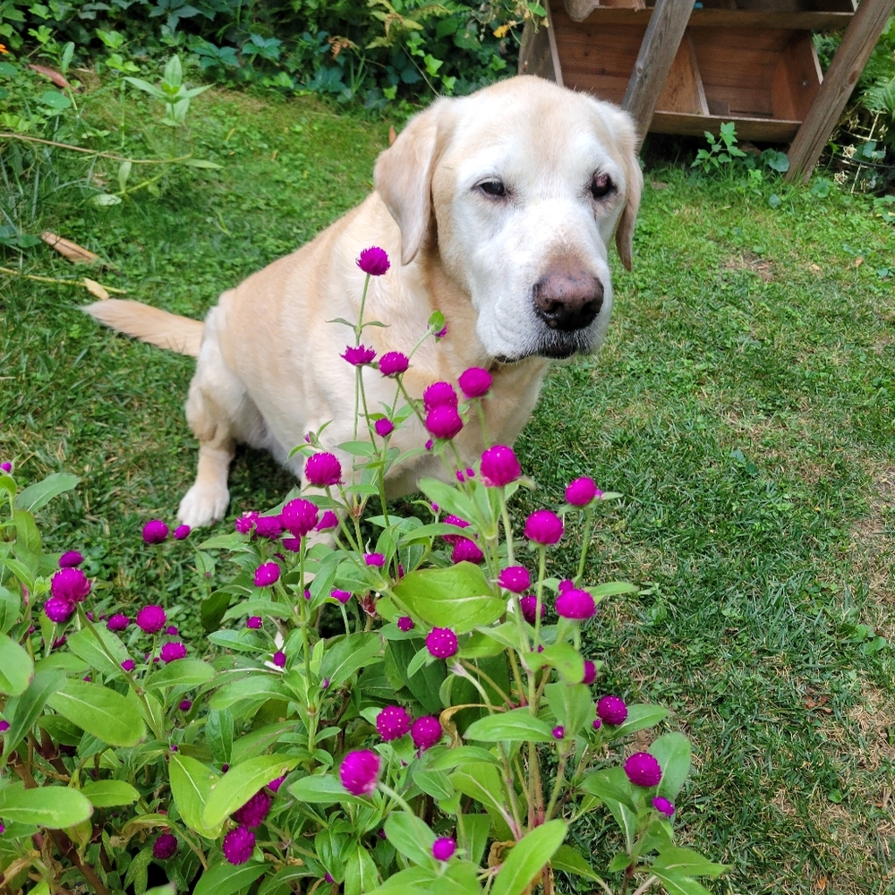 Meet your Posher, Tracy